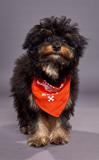 Puppy Bowl XVI